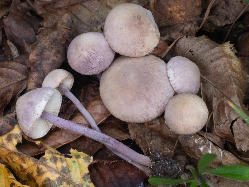 Cystolepiota bucknallii